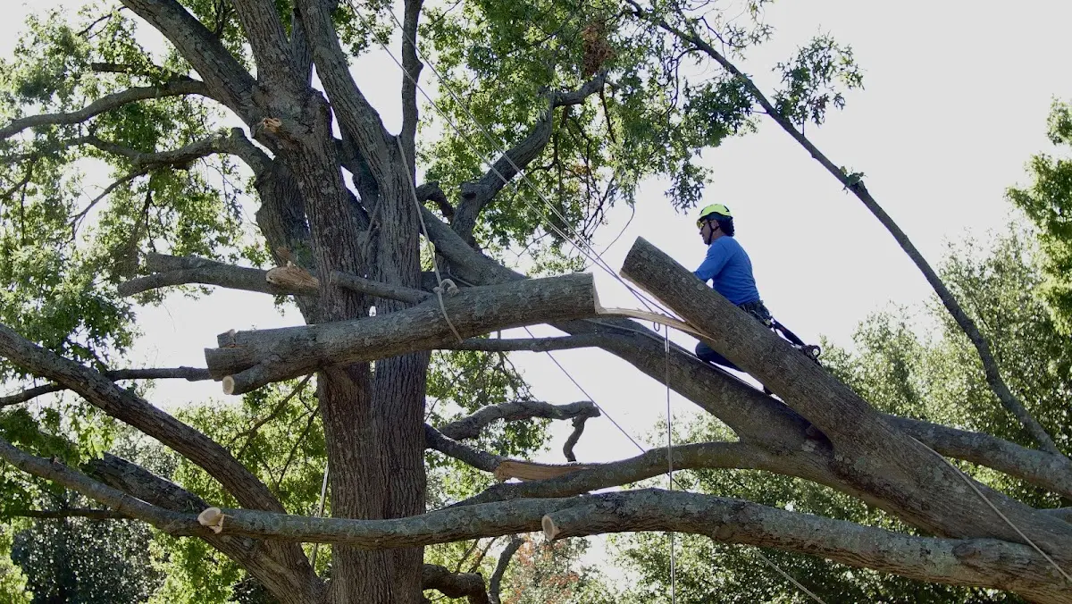 Professional Crown Thinning performed by certified arborists in Langdon